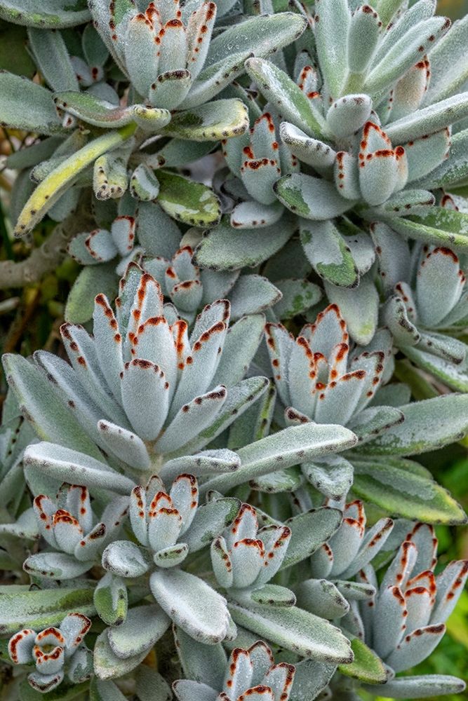 Chocolate Soldier Kalanchoe